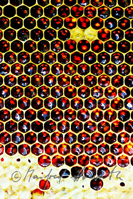 honey-comb of the Carinthian Carnica bee variety