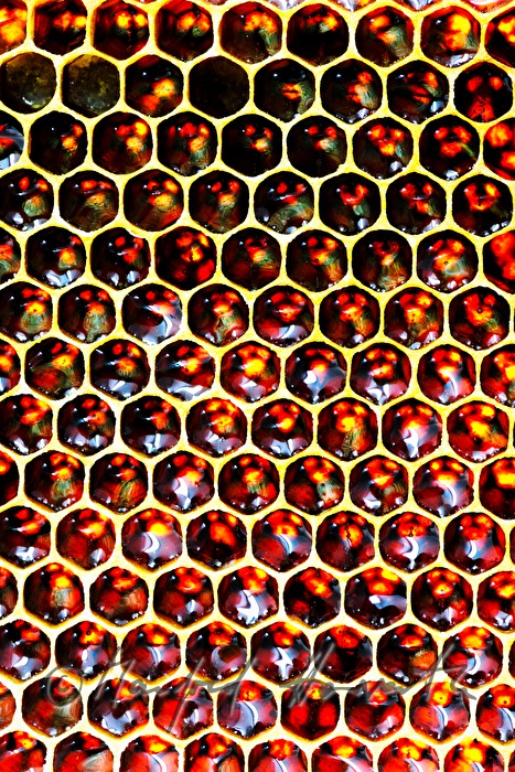 honey-comb of the Carinthian Carnica bee variety