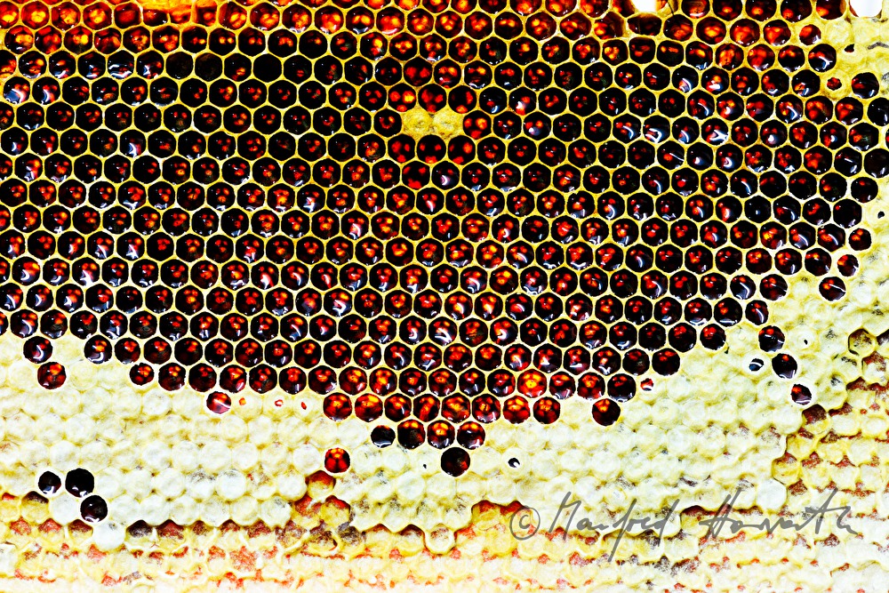 honey-comb of the Carinthian Carnica bee variety