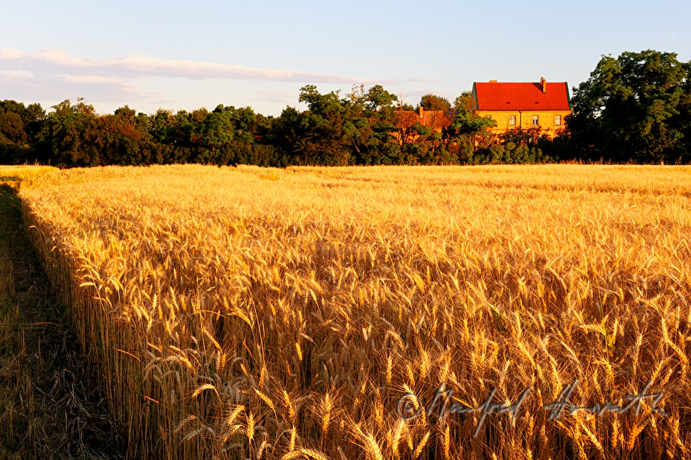 view over a corn field in the Pannonian flatland