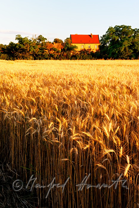 view over a corn field in the Pannonian flatland