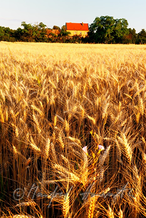 view over a corn field in the Pannonian flatland
