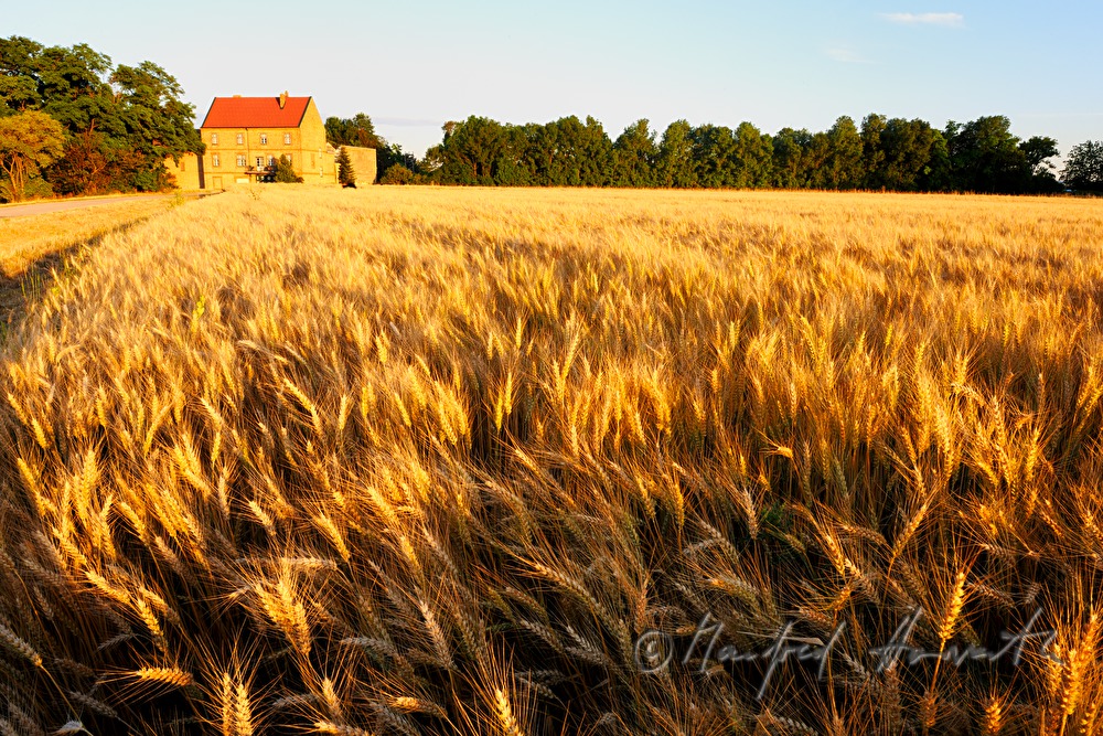 view over a corn field in the Pannonian flatland