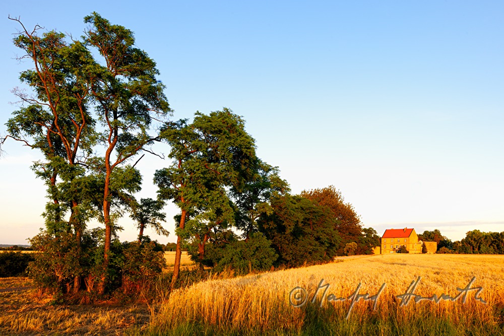 view over a corn field in the Pannonian flatland