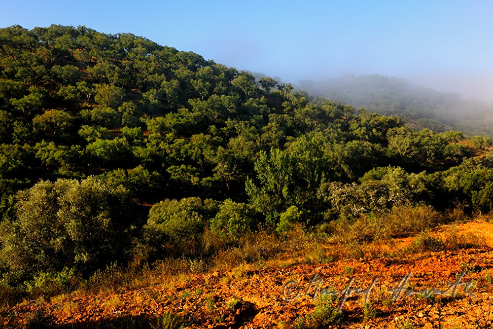 forest of Cork Oaks and red soil containing iron
