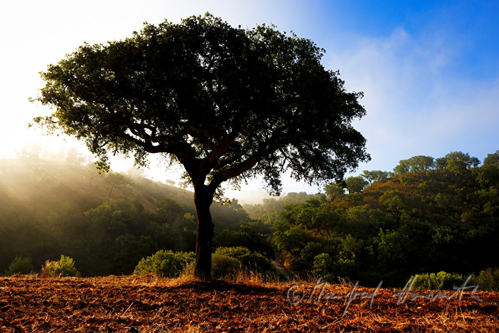 forest of Cork Oaks and red soil containing iron