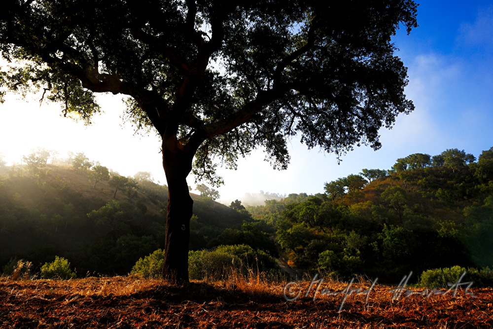 forest of Cork Oaks and red soil containing iron
