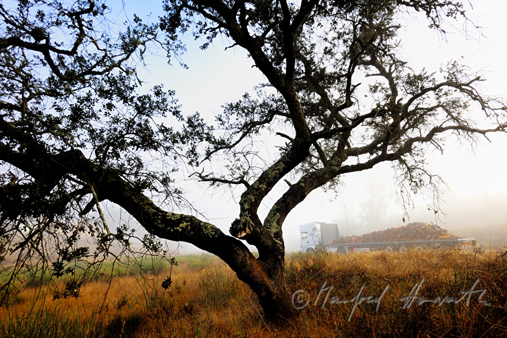 Cork Oak and semitrailer loaded with bark of cork