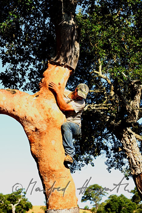 worker decorticating a cork oak tree