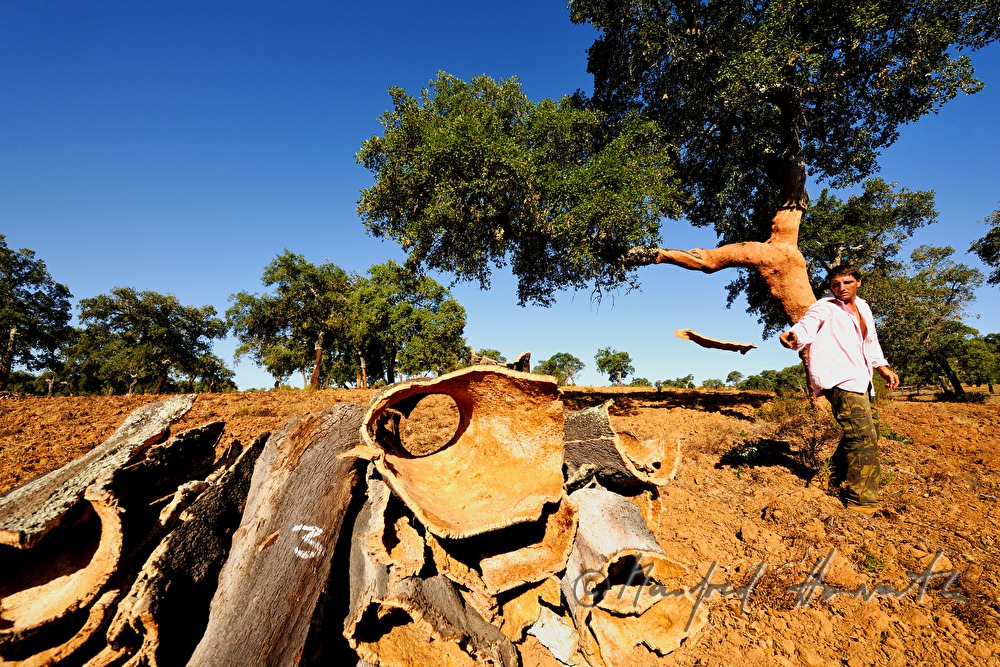 worker decorticating a cork oak tree