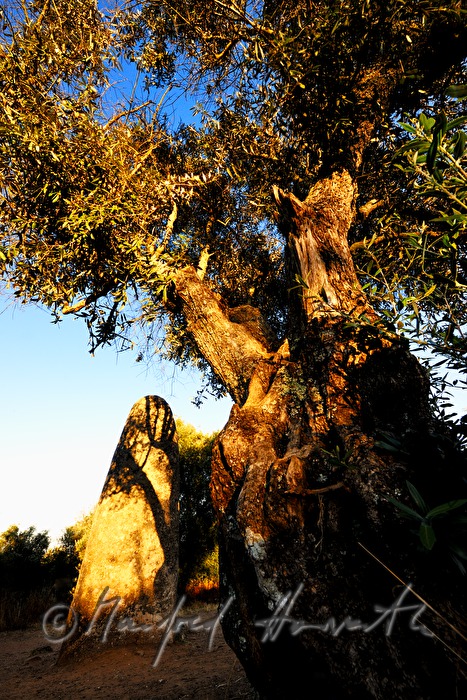 Menhir and olive tree from the Neolithic Age