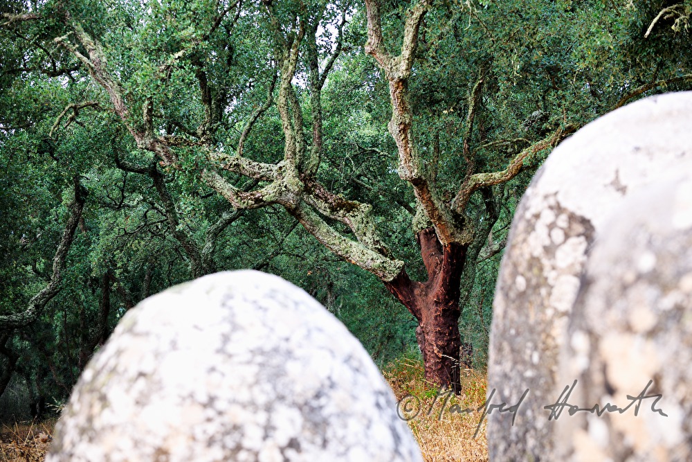 neolithic Mennhirs and cork oak tree