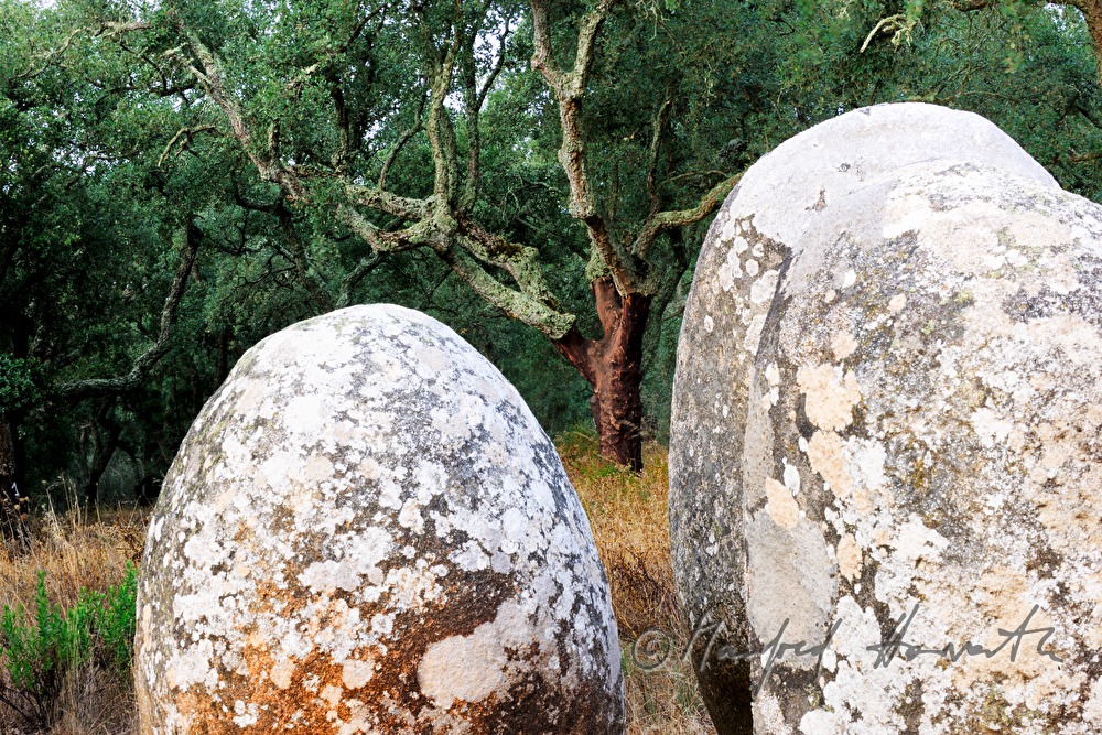 neolithic Mennhirs and cork oak tree