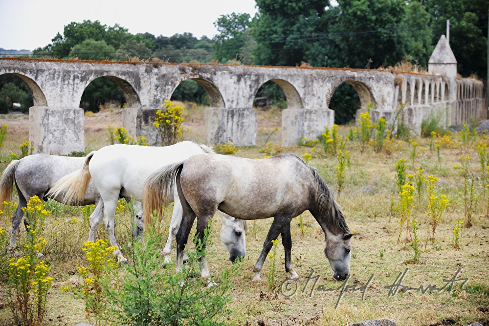 aqueduct 