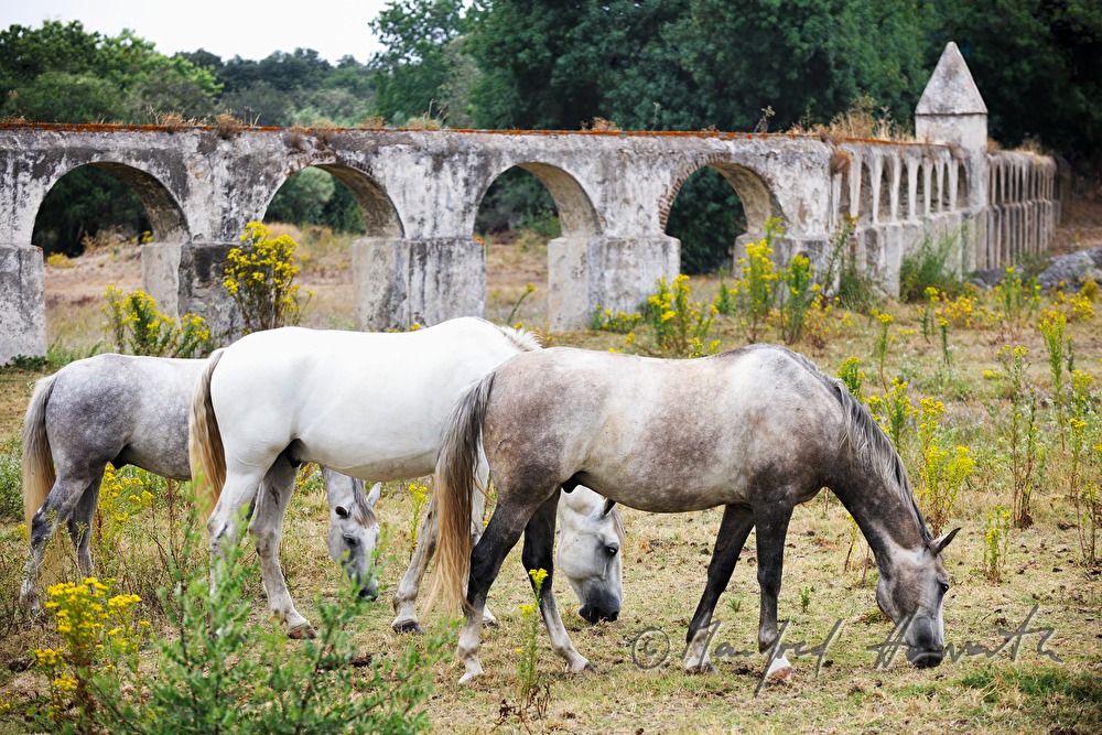 aqueduct 