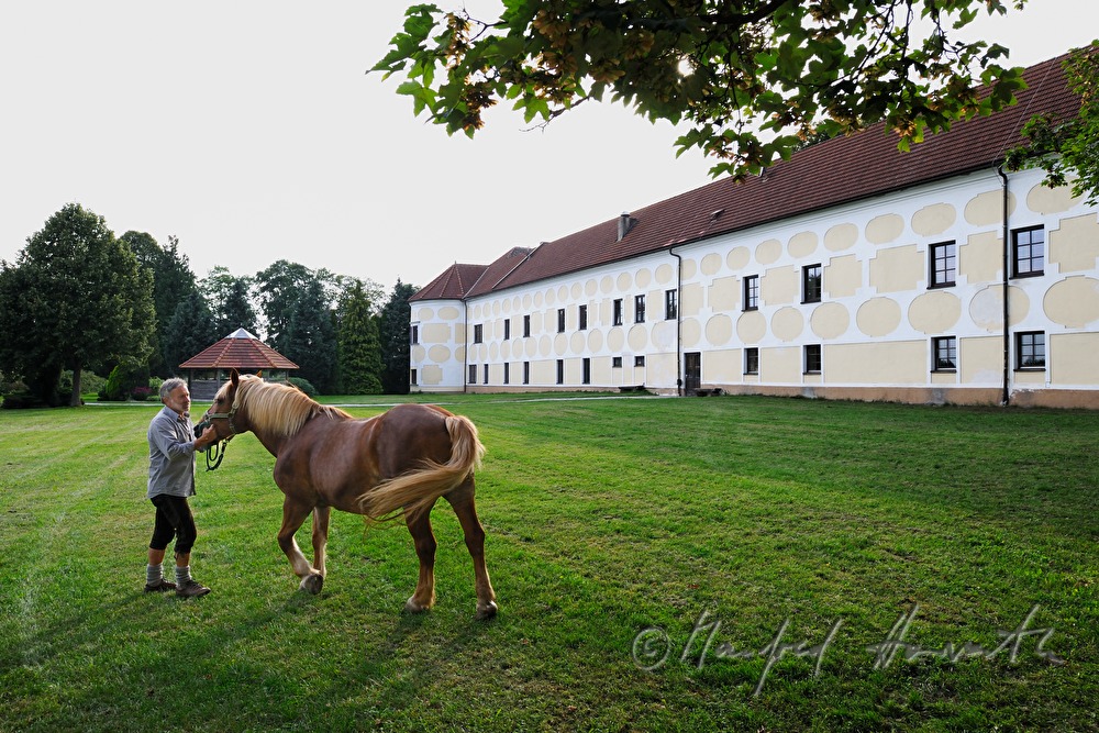 working horse and lumberjack near the Estate Edelhof