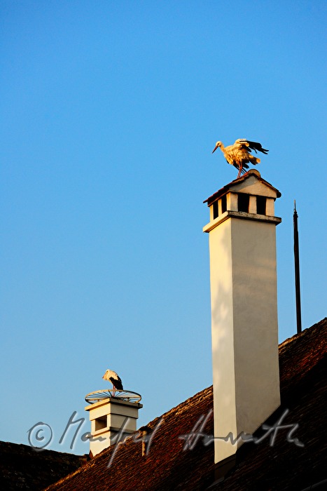 stork's nest on the roof in the inner courtyard