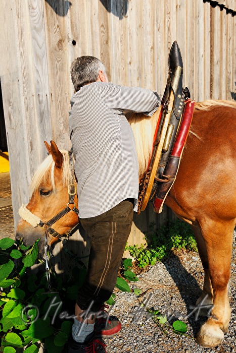 bridling the working horse by a lumberjack