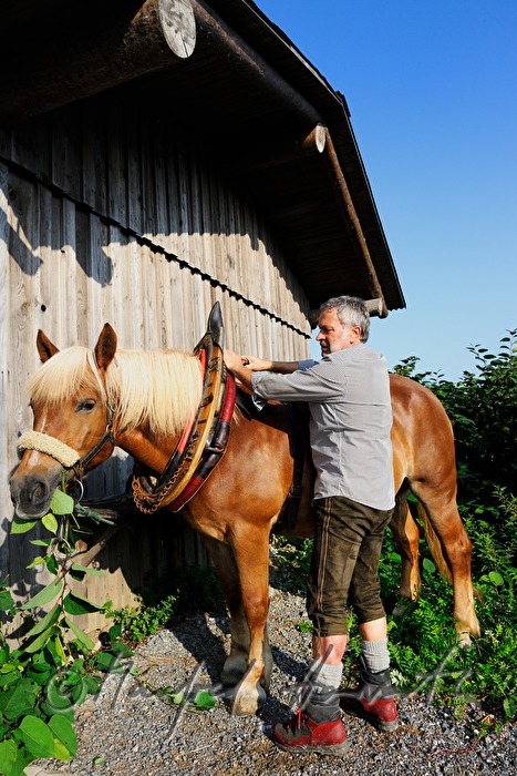 bridling the working horse by a lumberjack