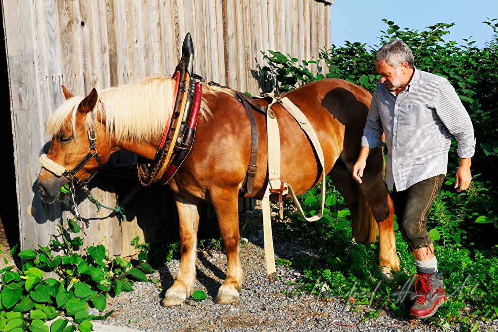 bridling the working horse by a lumberjack