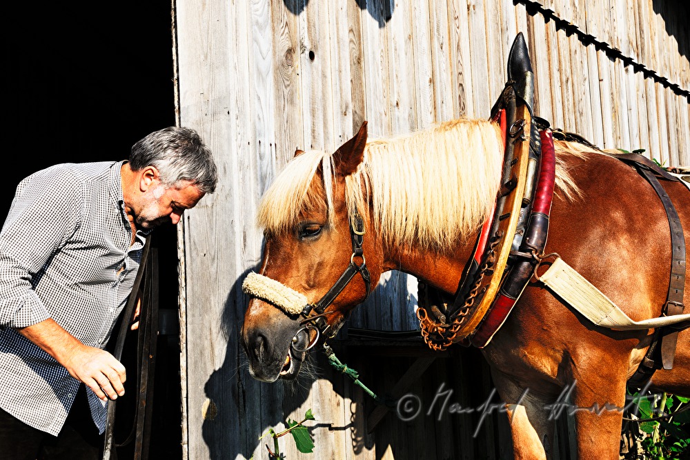 bridling the working horse by a lumberjack