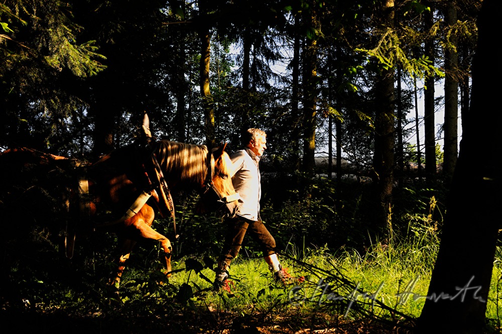 lumberjack with working horse on the way to the woods