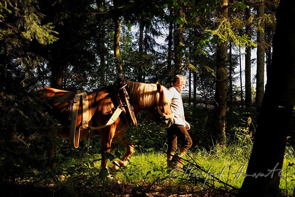 lumberjack with working horse on the way to the woods