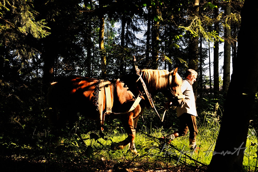lumberjack with working horse on the way to the woods