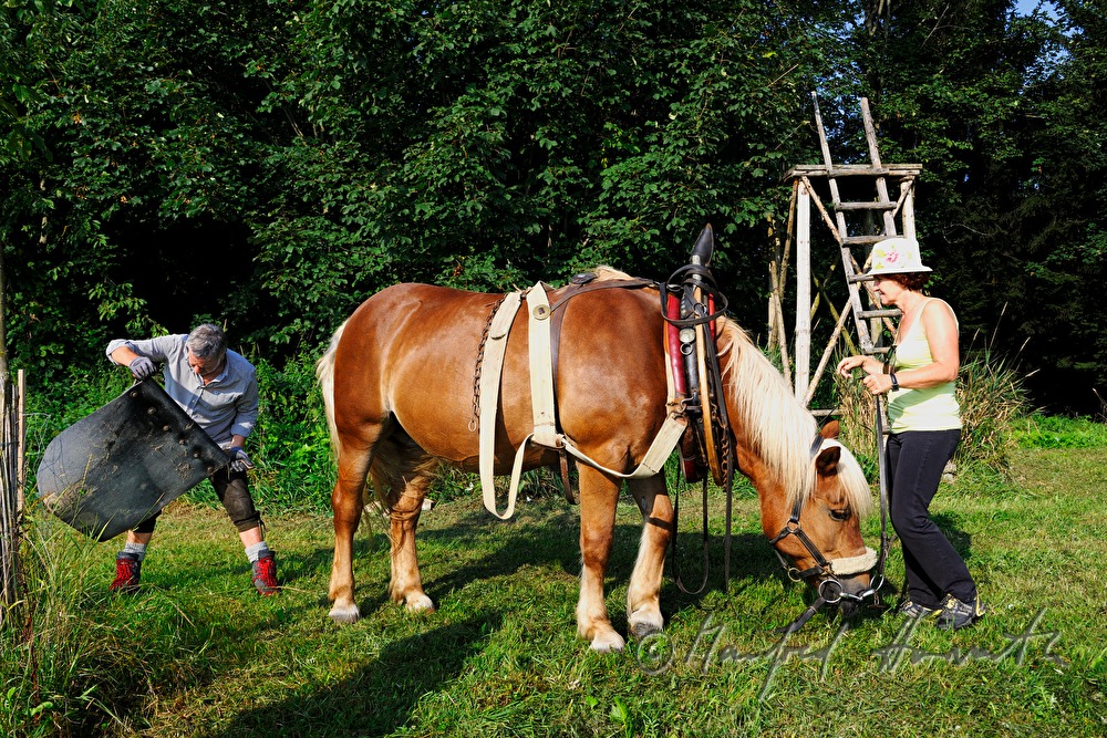 bridling the working horse by a lumberjack