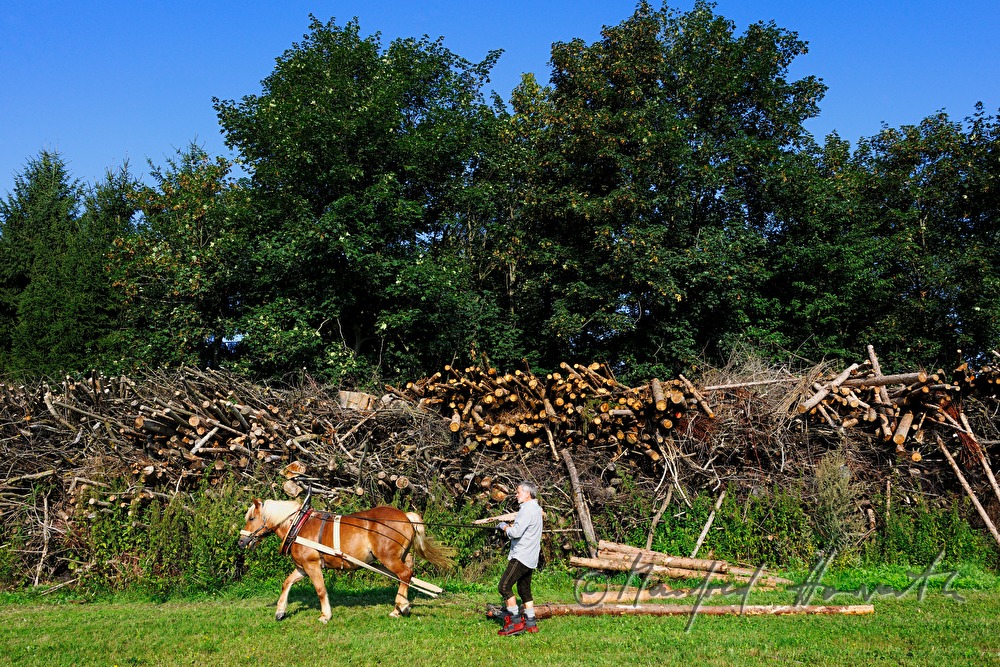 transporting wood trunks with a working horse
