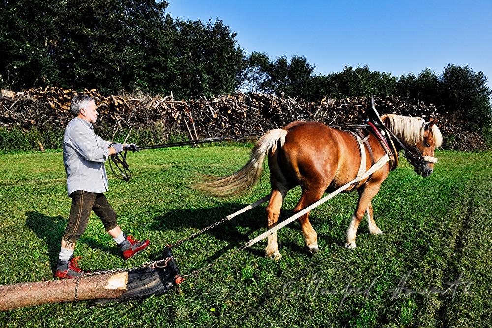 transporting wood trunks with a working horse