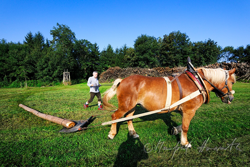 transporting wood trunks with a working horse