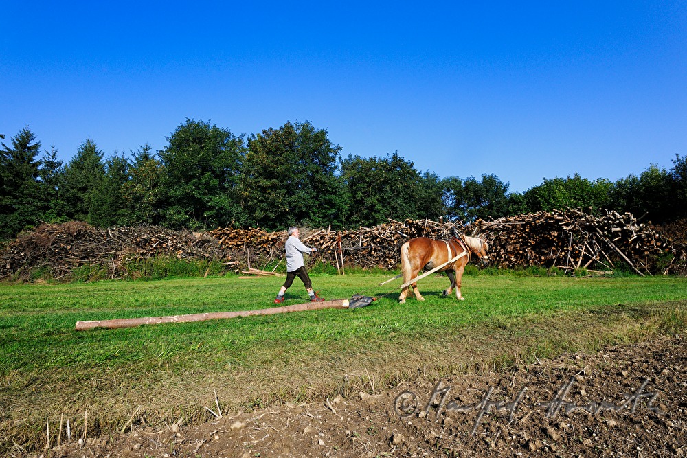 transporting wood trunks with a working horse