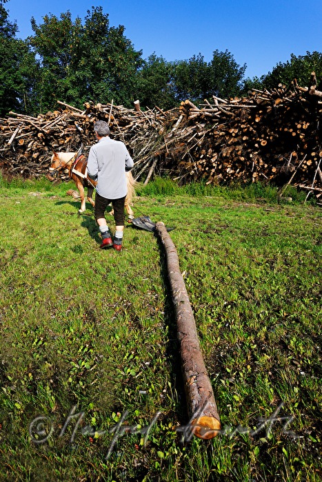 transporting wood trunks with a working horse