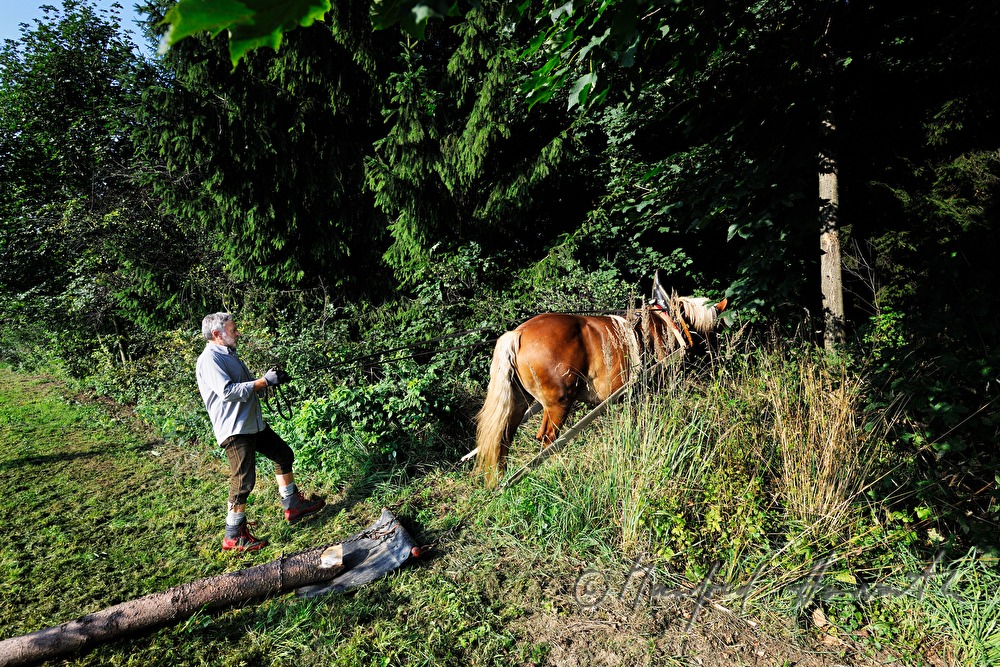 transporting wood trunks with a working horse