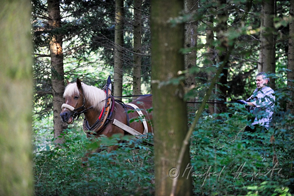 transporting wood trunks with a working horse