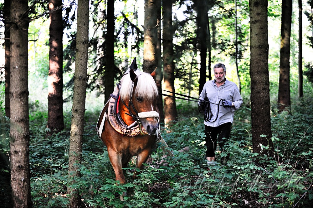 transporting wood trunks with a working horse