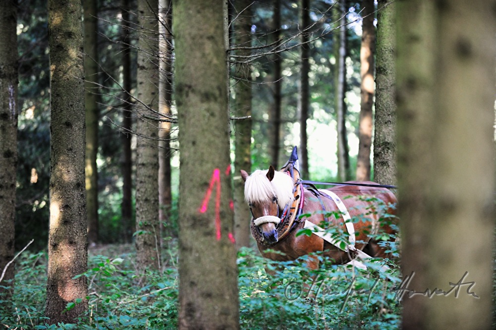 transporting wood trunks with a working horse