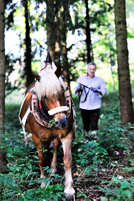 transporting wood trunks with a working horse