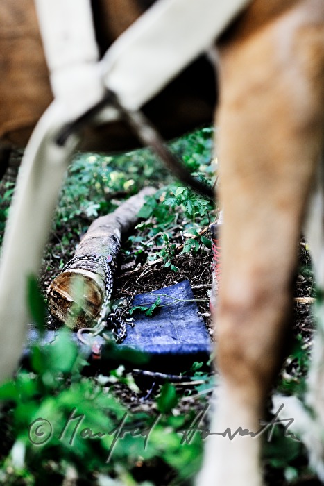 transporting wood trunks with a working horse