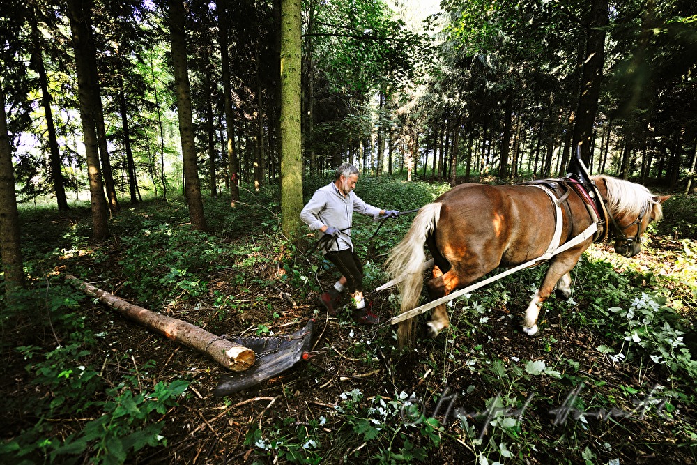 transporting wood trunks with a working horse