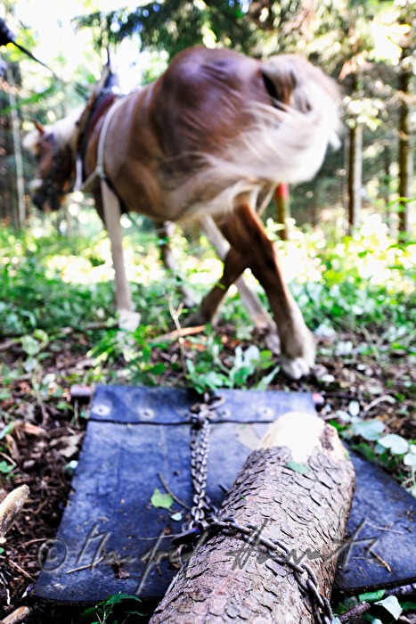 transporting wood trunks with a working horse