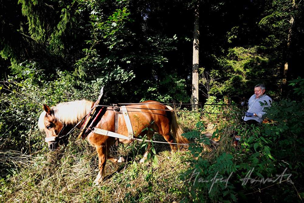 transporting wood trunks with a working horse