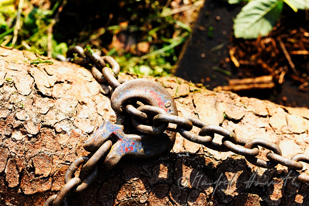 chained wood trunk for transporting with a working horse
