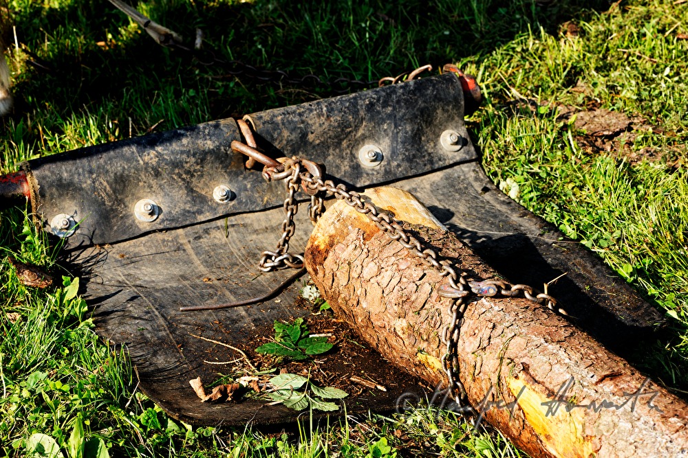 chained wood trunk for transporting with a working horse
