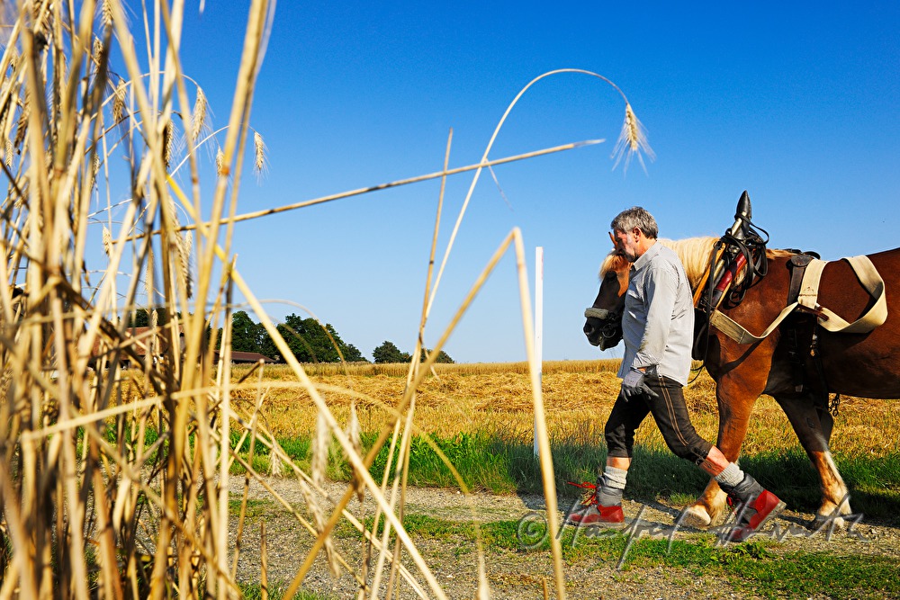 lumberjack with working horse on the way to the woods