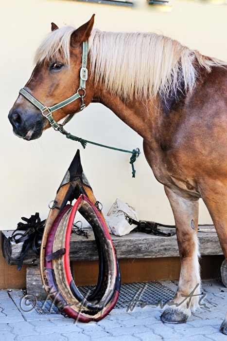 working horse with bridle and collar