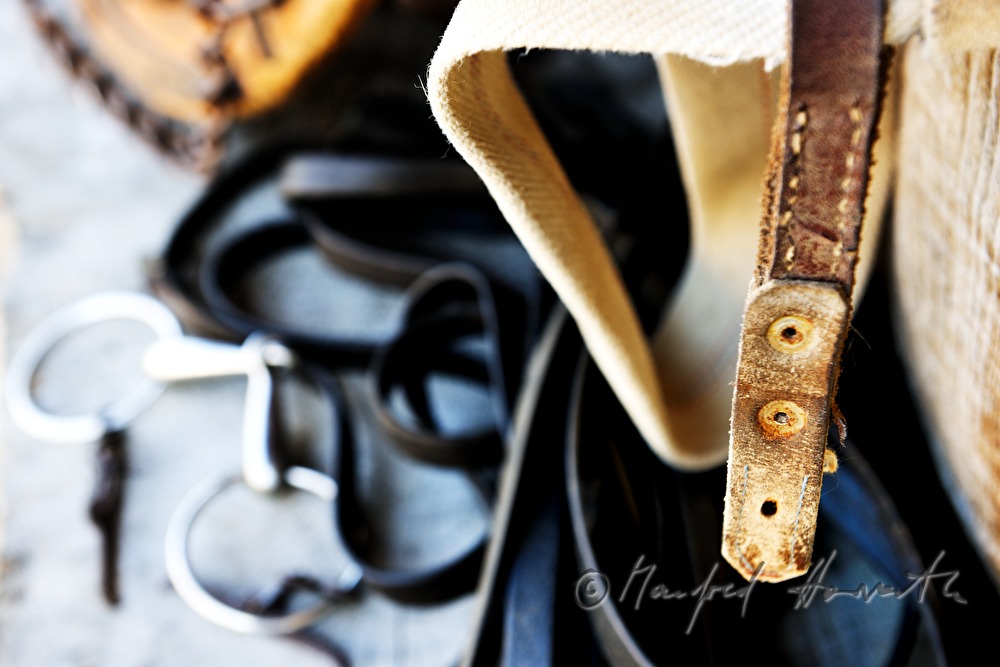 snaffle and leather straps for the working horse in the stable