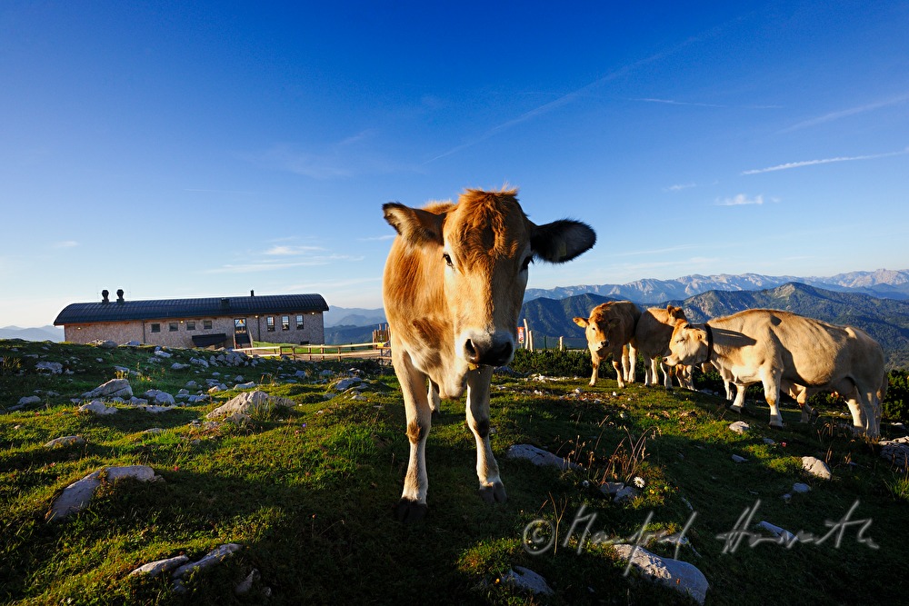 view from the Gemeindealpe (1626 meters)