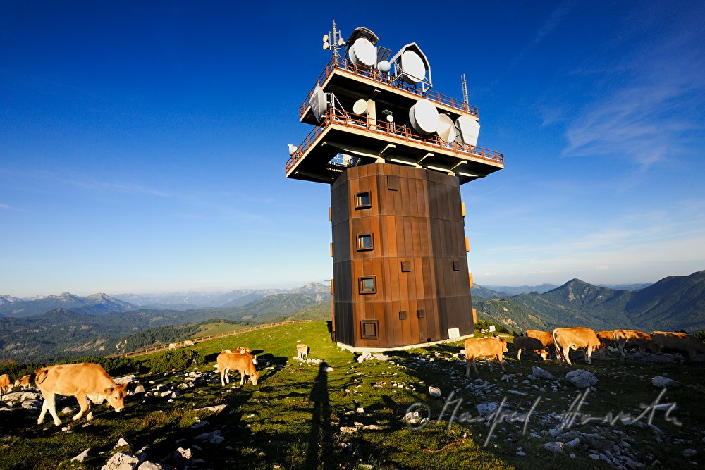 radio tpwer and cattle on the Gemeindealpe (1626 meters)